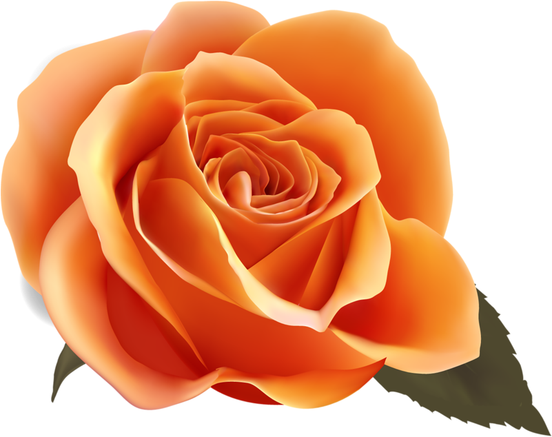 免抠png素材篇 工笔花的海洋第2辑 Violet Roses Clip Art 800x671 Png Clipart Download