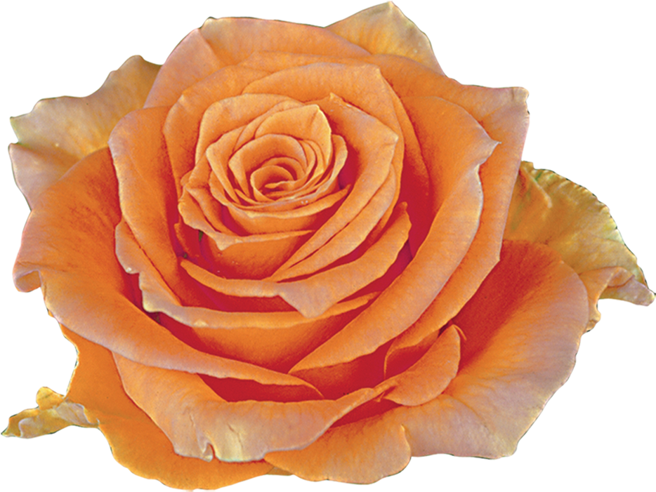 Cosima Roza - Garden Roses (1000x1000)