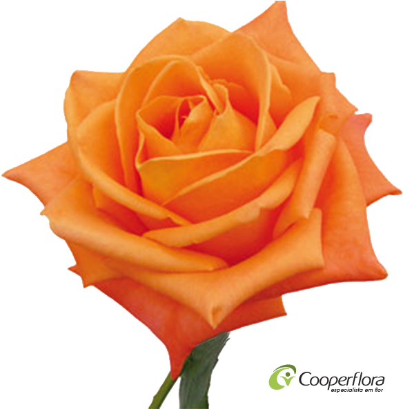 Rosa Voodoo - Rosa Cor Laranja (600x600)