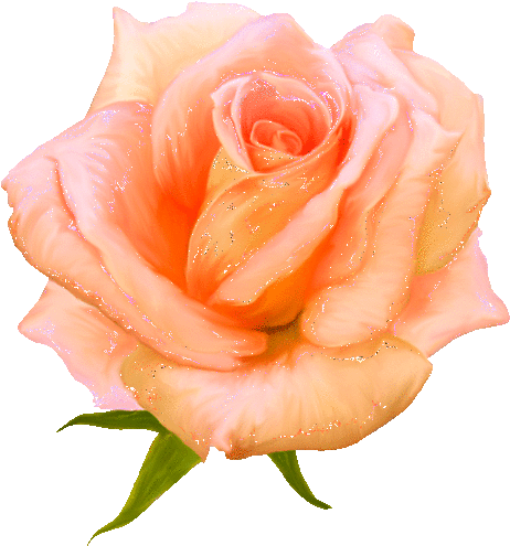 Gif Rose - Good Morning Happy Sunday (491x500)