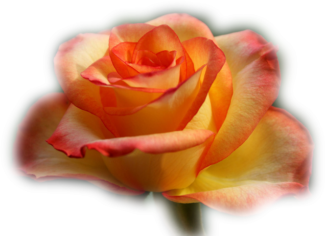 Imagens Em Png De Flores E Arranjos Florais - Garden Roses (700x525)