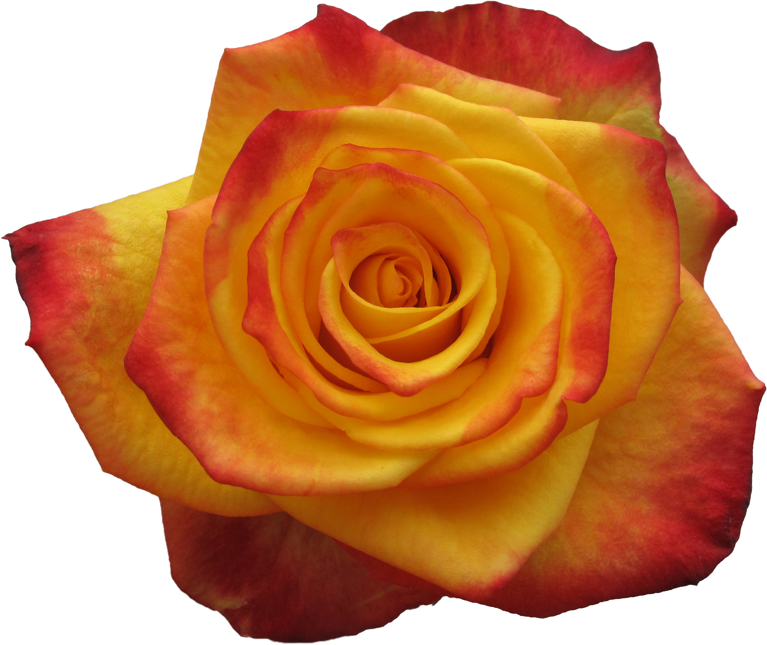 Alert - Floribunda (3104x2328)