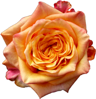 Fireball Single Head Rose - Garden Roses (500x375)