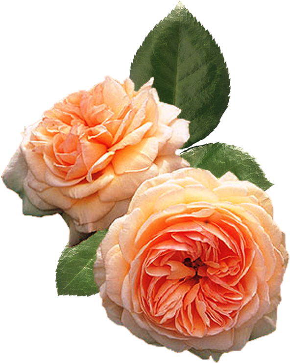 Пионы - Peach Climbing Rose (658x800)