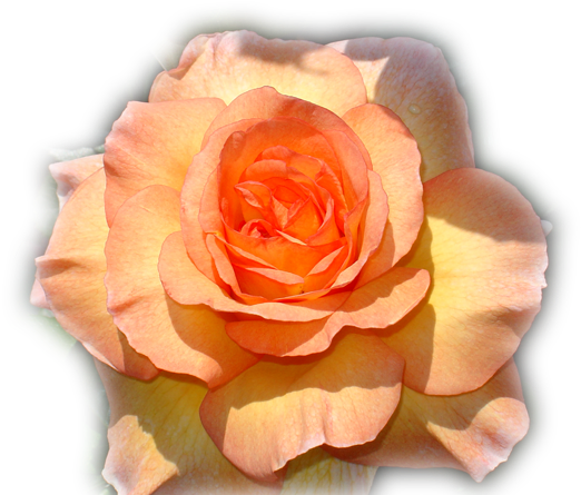 Nuevas Imágenes En Formato Png Para Descargar Gratuitamente, - Garden Roses (700x467)