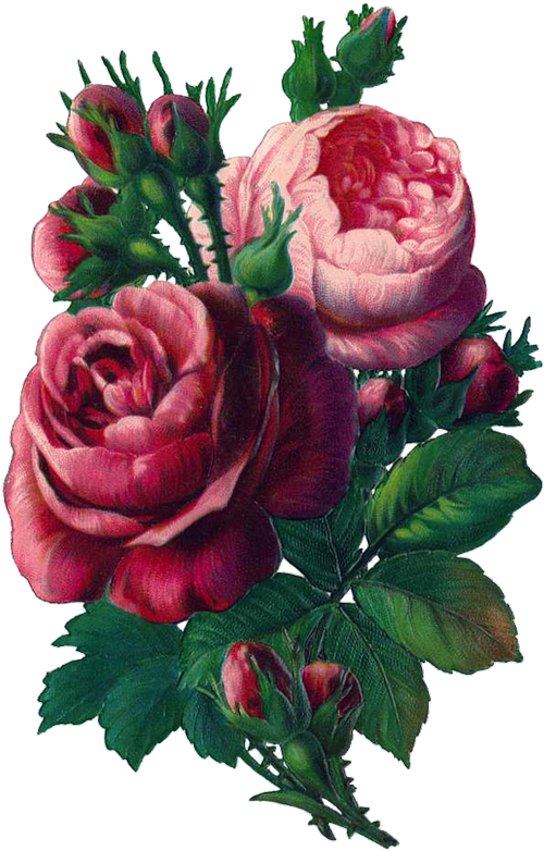 Vintage Rose Clip Art, Vintage Rose Decoupage, Some - Flower Vintage Rose (518x800)