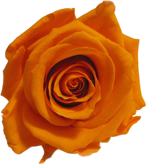 Journée Internationale De La Femme - Floribunda (600x600)