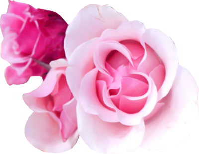 Pink Rose Png Pink Rose - Frameless Rose Arabic Numeral Quiet Round Wall Clock (400x309)