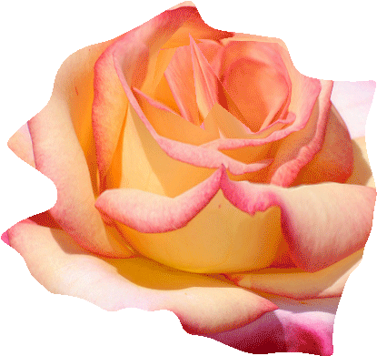 Изображение Для Плейкаста - Floribunda (581x463)