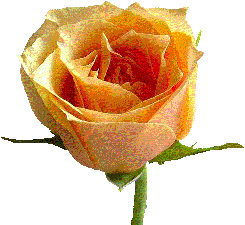 Roses - Adobe Photoshop (500x459)