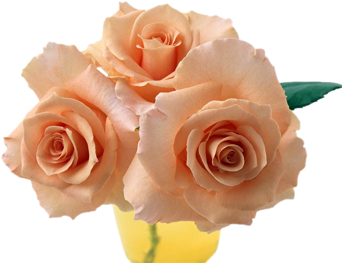 Tubus Virágok - Pfingsten Gif Animiert (690x531)