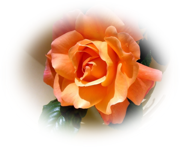 Rose Orange (600x490)