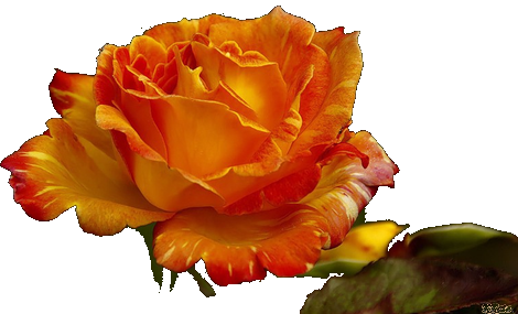 Ez A Megoldás Minden Oldalra Érvényes - Garden Roses (470x285)