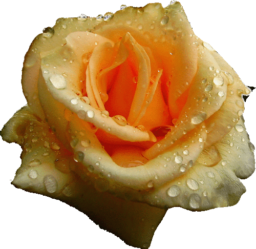 Ruže - Frase A Una Mamma Che Non Ce Piu (500x486)