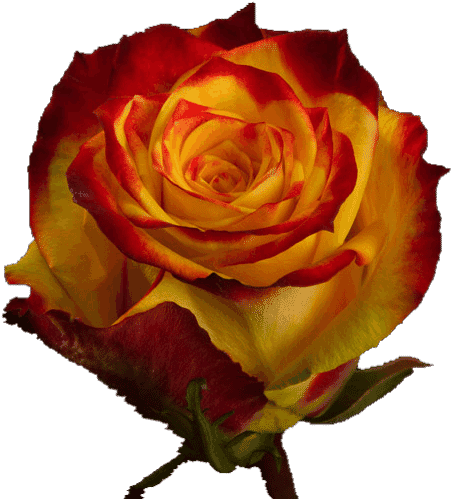 Bi Color, Rose, - Ornamental Plant (637x510)