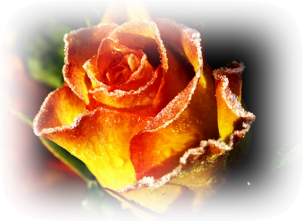 Par Cerisette Le 17 Juin 2011 À - Garden Roses (600x450)