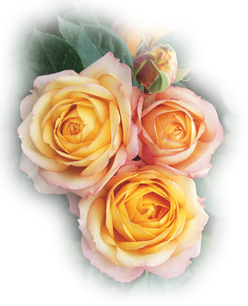 Coucou Tout Le Monde - Baby Romantica (363x447)