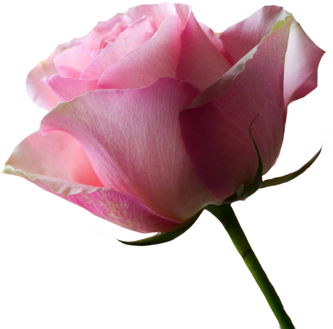 No Background / Pink Rose X 2 By Paxtonfearless1 - Blessed And Beautiful Day (1024x640)