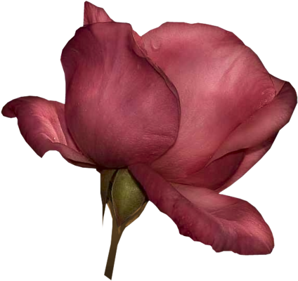 Drk Pink Rose - Garden Roses (424x400)