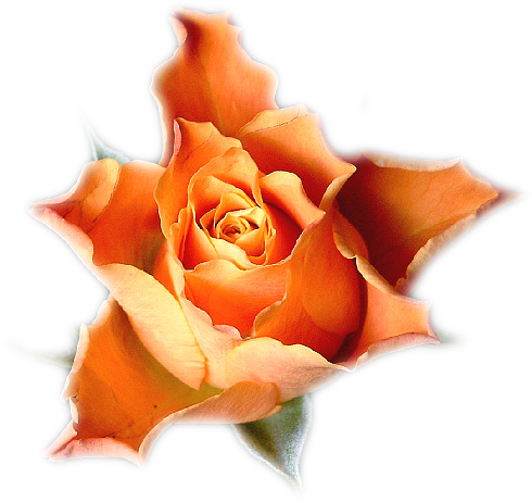 Postado Por Tubes De Flores Às - Garden Roses (490x463)