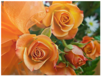 Roses, Girona (400x400)