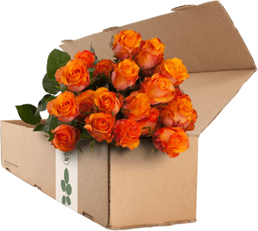 24 Orange Roses - Purple Roses (530x474)