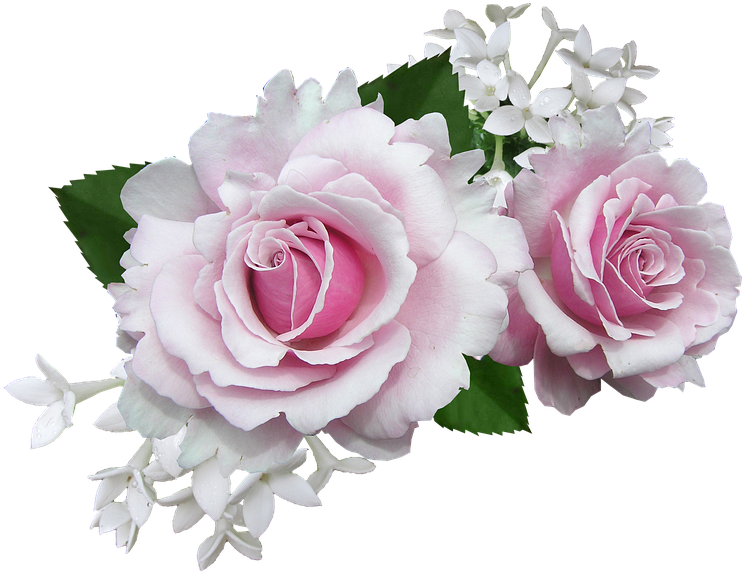 Rose, Pink, With, White, Flower - White And Pink Rose Flowers (765x720)