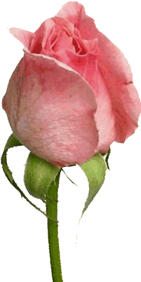 Download - Animated Rose (640x480)