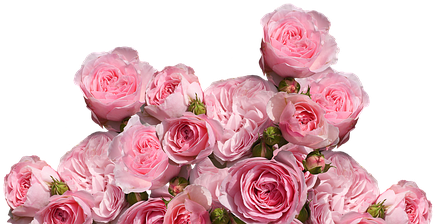 Roses, Love, Wedding, Romantic - Cafepress ! Samsung Galaxy S8 Plus Case (443x340)