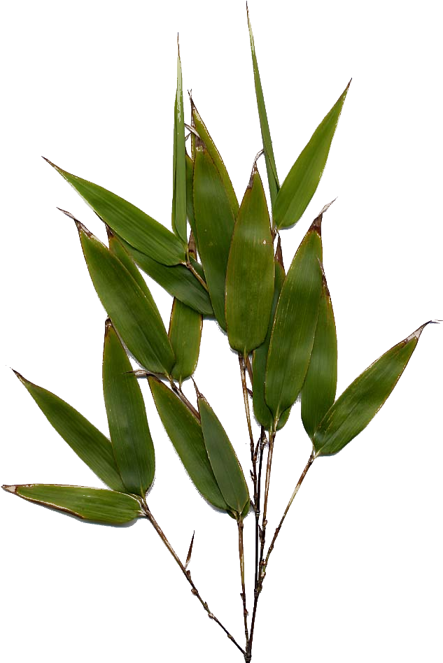 Bamboo Leaf Png Image - Bamboo Leaves Png (910x962)