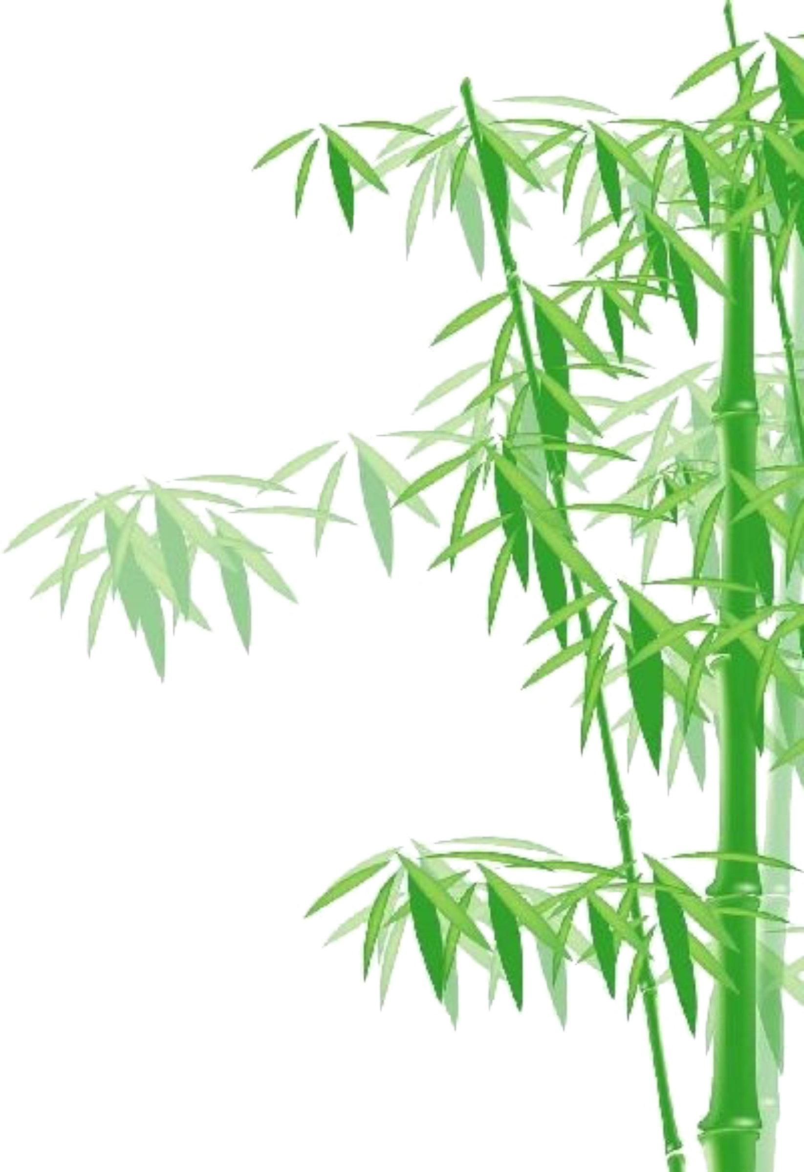 Bamboo Clip Art - 竹 フリー 素材 イラスト (1645x2396)