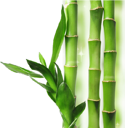 Download Bamboo Transparent Background Hq Png Image - Bamboo Transparent Png (702x438)