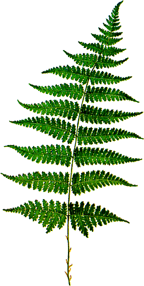 Fern - Fern Leaves (358x625)