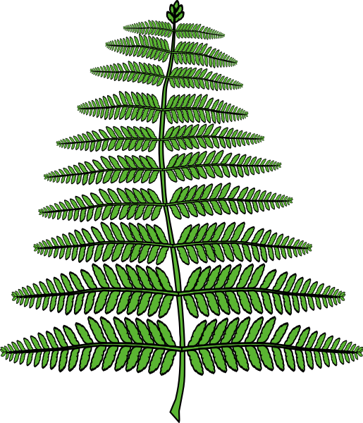 206 × 240 Pixels - Fougère (515x600)