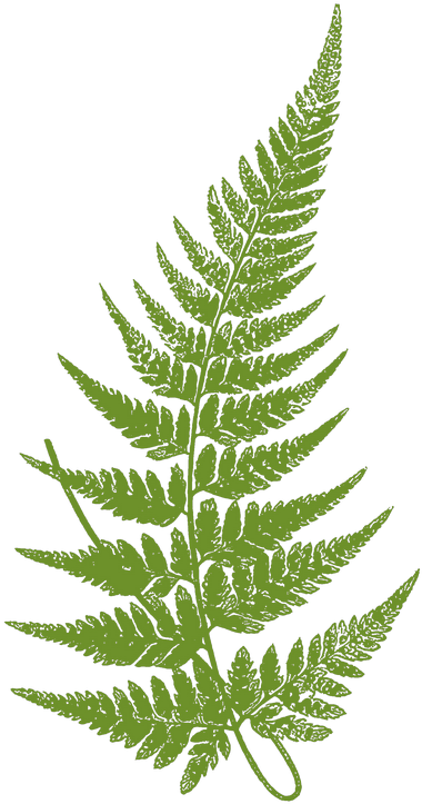 Landscape Design Manhattan - Fern Botanical Drawing (489x750)