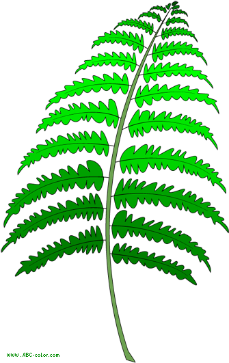 Fern Clipart Transparent - Папоротник Рисунок (379x550)