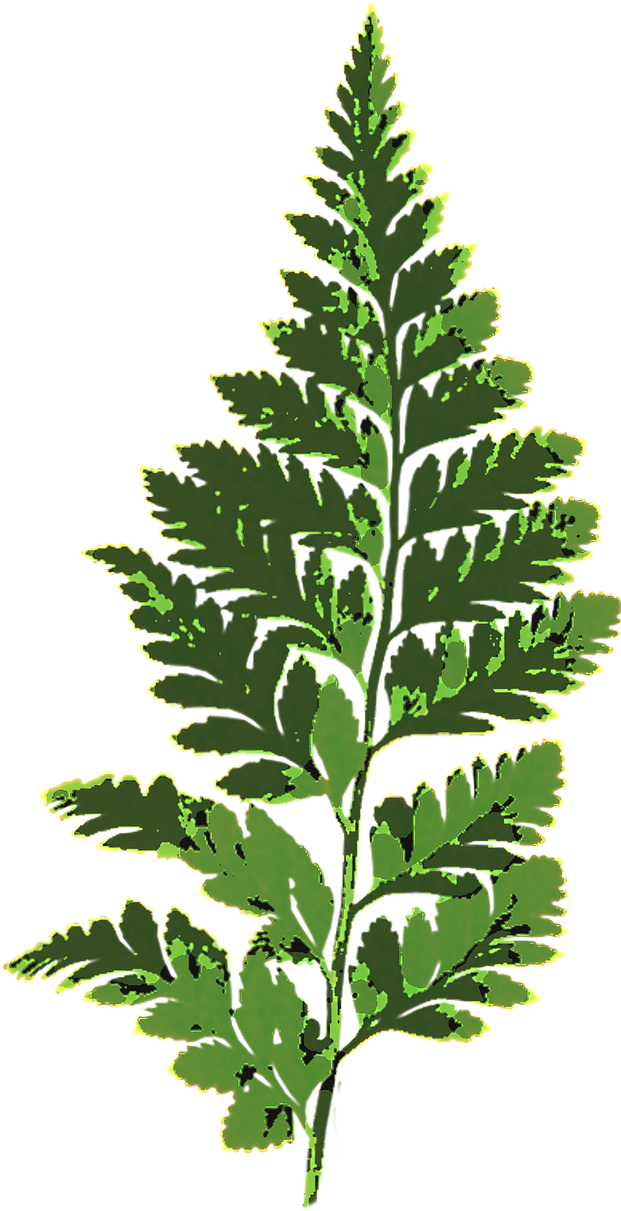 Fern Leaf Green Nature Plant Png Image - Папоротник Лист Пнг (624x1280)