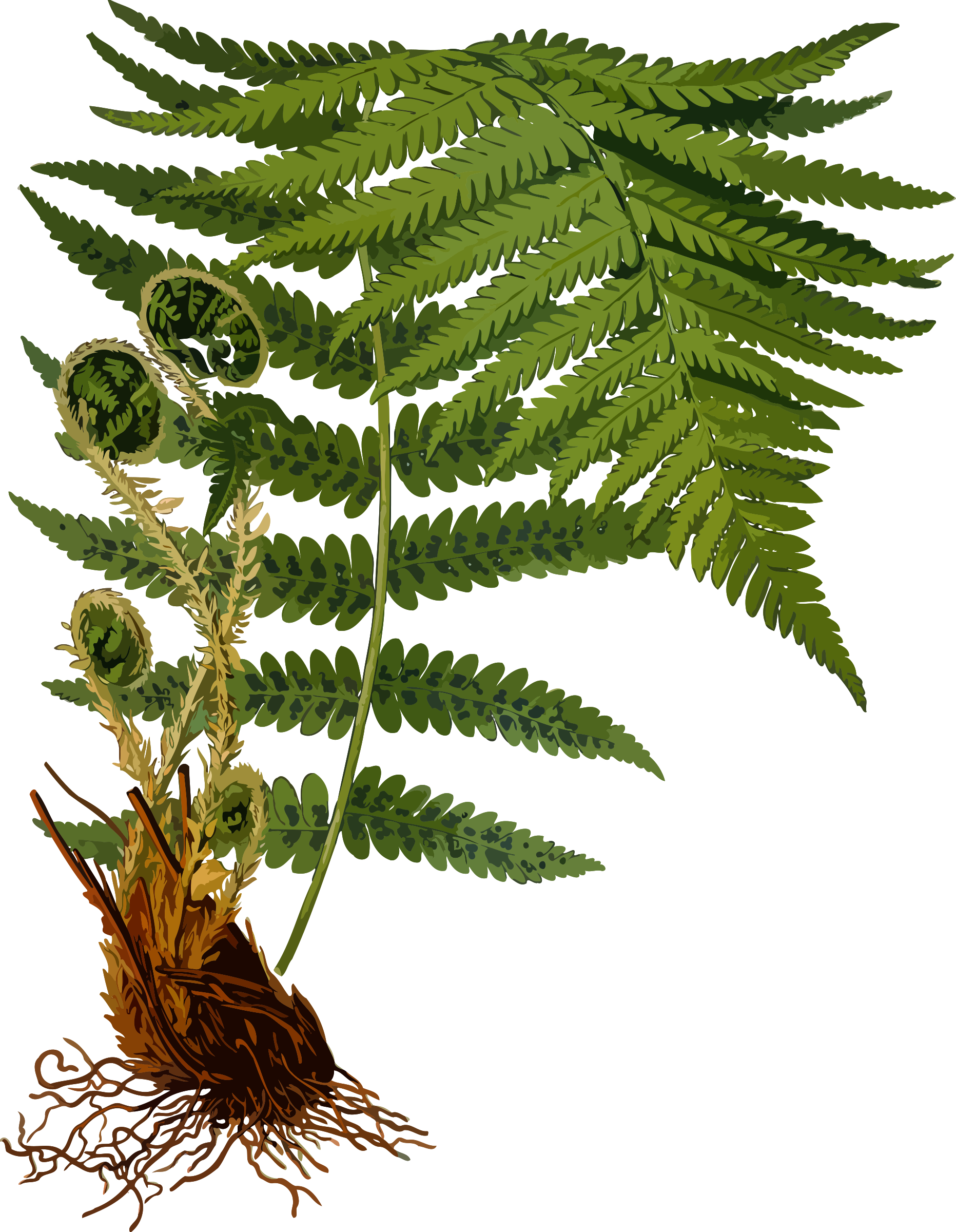Fern Clipart Transparent - Dryopteris Filix Mas (1863x2400)