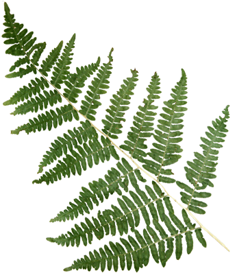 Mountain Fern - Large Frond - Fern Frond Gif (375x400)