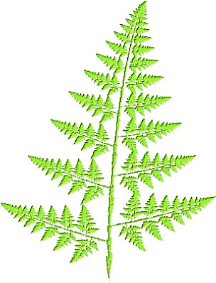 Fern - Fern Graphic (312x400)