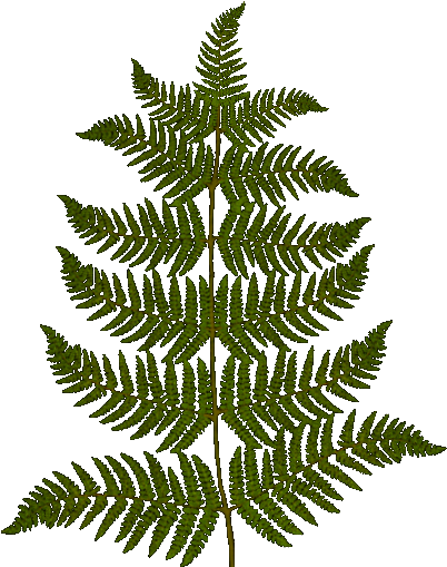 Prop Plants Furn - Vascular Plant (512x512)