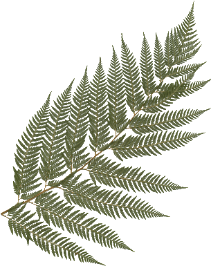Feather Fern - Large Frond - Feather Fern (308x400)
