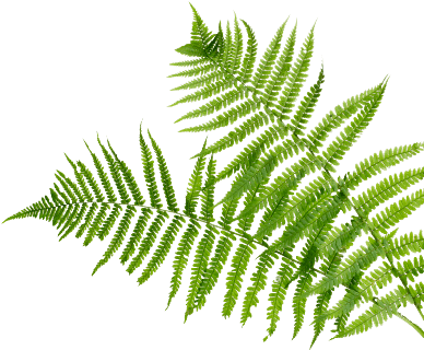 Try It Now - Fern (400x400)