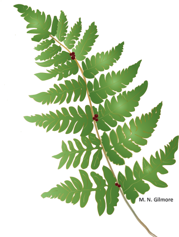 Fern Leaf Illustration - Fern (417x506)