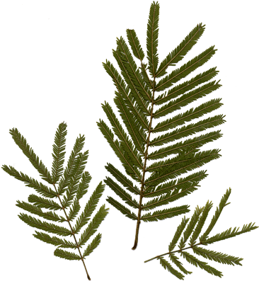 Acacia Leaves - Acacia Leaves (374x400)