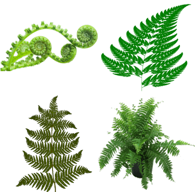 Ferns - Fractal Geometry In Nature (400x400)
