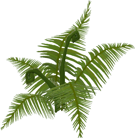 Old Growth Ferns - Jungle Fern Png (512x512)