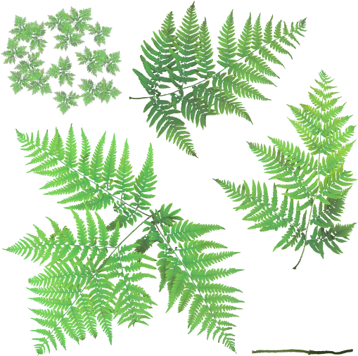 Preview - Bracken Fern Png (512x512)
