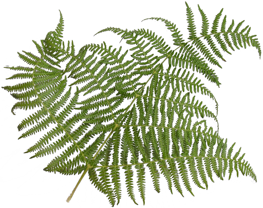 Source - Images - Bzflag - Org - Report - Fern Leaf - Fern Leaf (512x405)