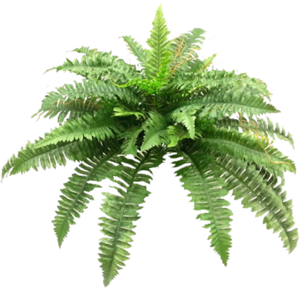 Boston Fern Bush X 4 48lvs - Sword Fern (800x600)